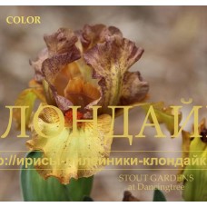 COLOR ( SDB )