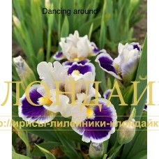 DANCING AROUND ( SDB )
