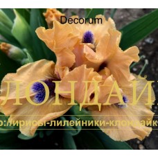 DECORUM ( SDB )