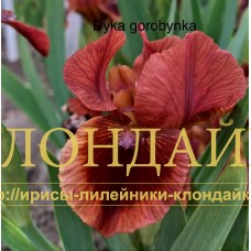 DYKA GOROBUNKA ( SDB )