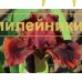 DYKA GOROBUNKA ( SDB )