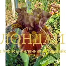EARTHLY DELIGHT ( SDB )