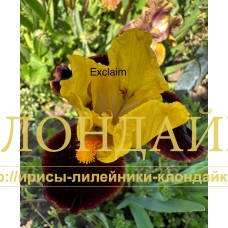 EXCLAIM ( SDB )