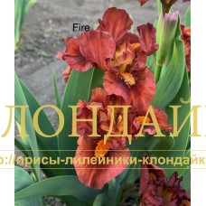 FIRE ( SDB )