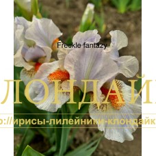 FRECKLE FANTASY ( SDB )