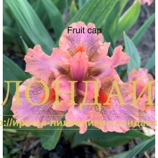 FRUIT CUP ( SDB )