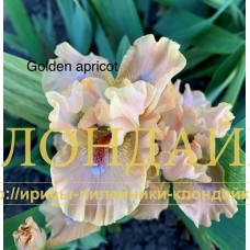 GOLDEN APRICOT ( SDB )