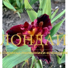 GORIANOCHKA ( SDB )