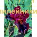 GORIANOCHKA ( SDB )
