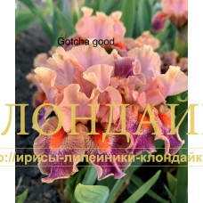 GOTTCHA GOOD ( SDB )