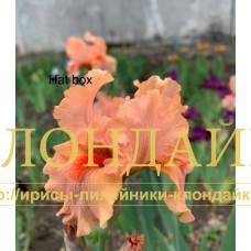 HAT BOX ( IB )