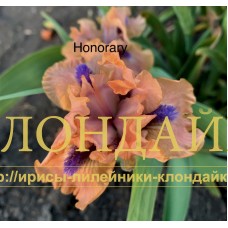 HONORARY ( SDB )
