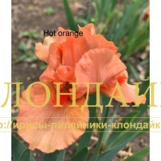 HOT ORANGE ( MDB )