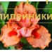 HOT ORANGE ( MDB )