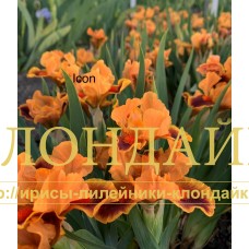 ICON ( MDB )