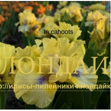 IN CAHOOTS ( SDB )