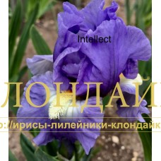 INTELLECT ( SDB )