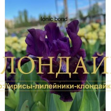 IONIC BOND ( SDB )