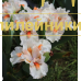 IT'S A SMALL WORD ( SDB )