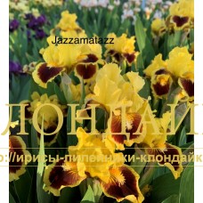 JAZZAMATAZZ ( SDB )