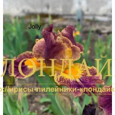 JOLLY ( SDB )