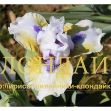 JOYOUS ONE ( SDB )