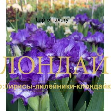 LAP OF LUXURY( SDB )