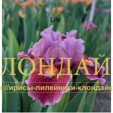 LIFE ( SDB )