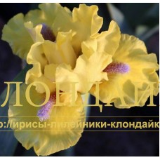 LITTLE CHICK ( SDB )
