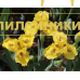 LITTLE CHICK ( SDB )
