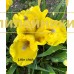 LITTLE CHICK ( SDB )