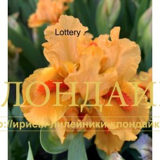LOTTERY ( SDB )