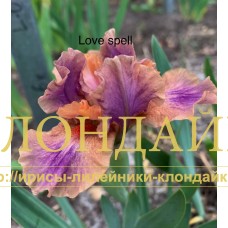 LOVE SPELL ( SDB )