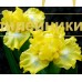 LUST FOR LEMON ( SDB )
