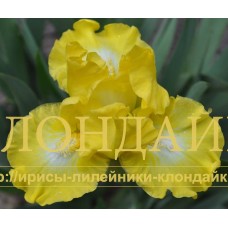 LUST FOR LEMON ( SDB )