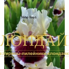 NINE LIVES ( SDB )