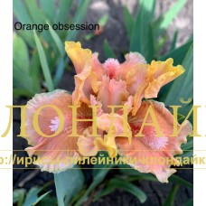 ORANGE OBSESSION ( SDB )