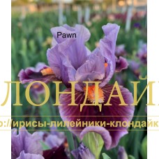 PAWN ( SDB )