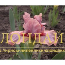 PIGS IN SPACE ( SDB )