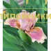 PINK LATTE ( SDB )