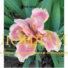 PINK LATTE ( SDB )