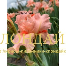 PORTLAND PINK ( SDB )