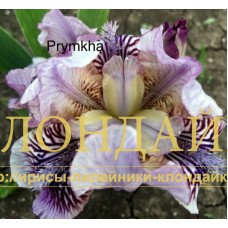 PRYMKHA ( SDB )