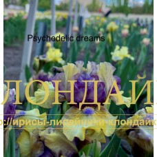 PSYCHEDELIC DREAMS ( SDB )