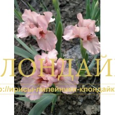 PUSSYCAT PINK ( SDB )