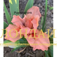 PUSSYCAT PINK ( SDB )