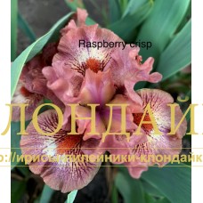 RASPBERRY CRISP ( SDB )