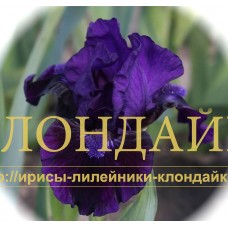 SATIN DREAMS ( SDB )