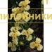 SECRET PASSWORD ( SDB )
