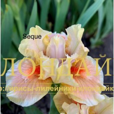 SEGUE ( SDB )